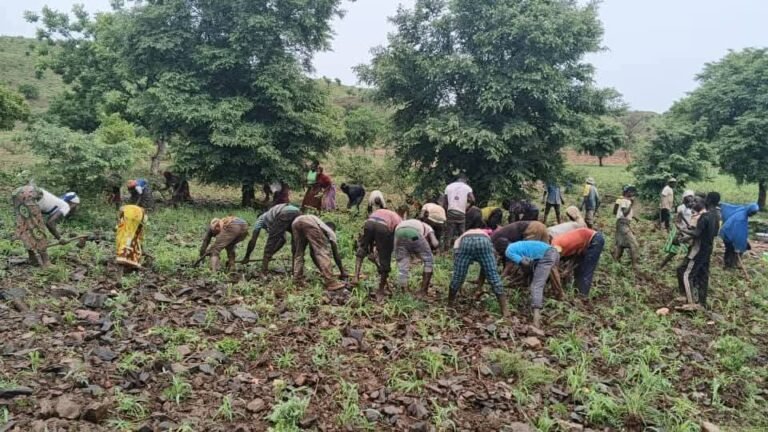 Agriculture/Pilimpikou : Le champ d’un VDP au front labouré par la population, symbole vivant de l’union sacrée prônée par le Président du Faso