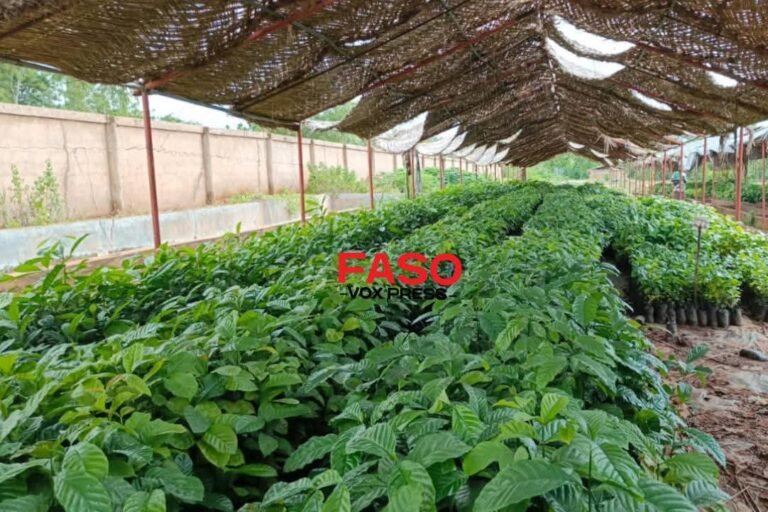 Bobo-Dioulasso: Des journalistes en immersion sur les sites de production de cacaoyers, caféiers, avocatiers et colatiers dans le cadre de l’IP-P3A