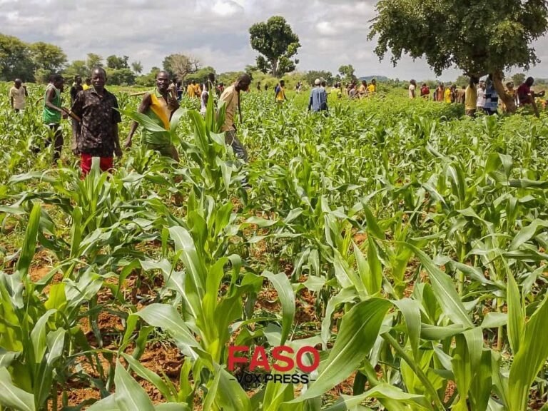 Burkina_Faso: La saison agricole s’annonce prometteuse dans la région de Kuilsé