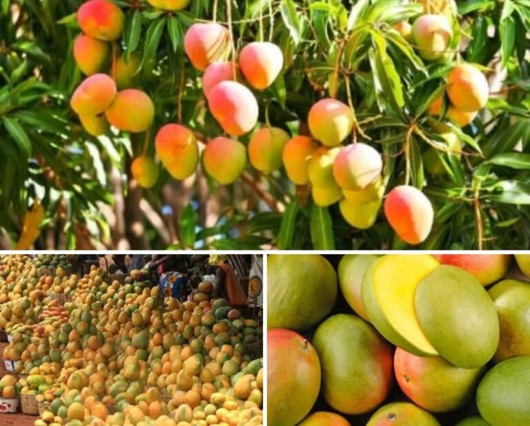 Burkina Faso: L’État s’engage à relancer la filière mangue à Orodara