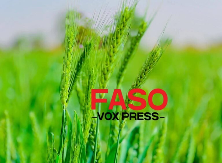 [#Burkina_Faso campagne sèche : la région des Koulsé s’illustre avec 30 hectares de blé verdoyant