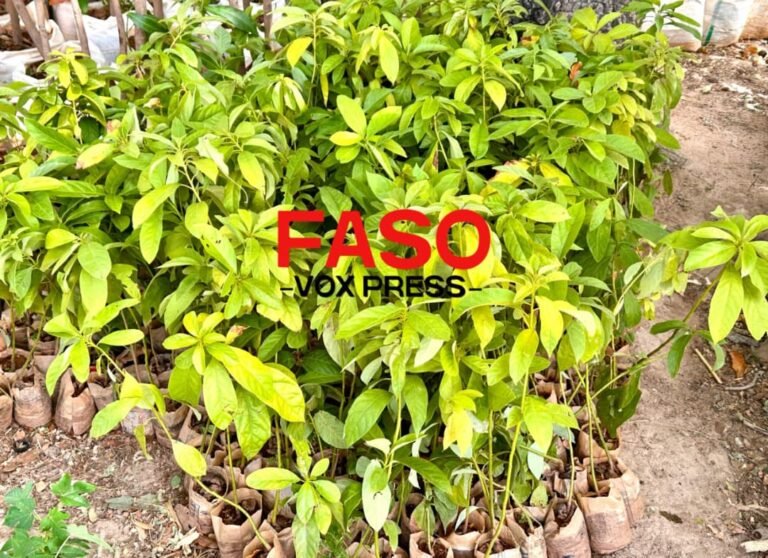 [#Burkina_Faso] Un projet de ferme intégrée agroalimentaire en gestation à Sapouy