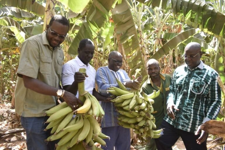 Culture de la Banane plantain : la vision présidentielle prend racine avec une 5ᵉ récolte prometteuse à Nafasso
