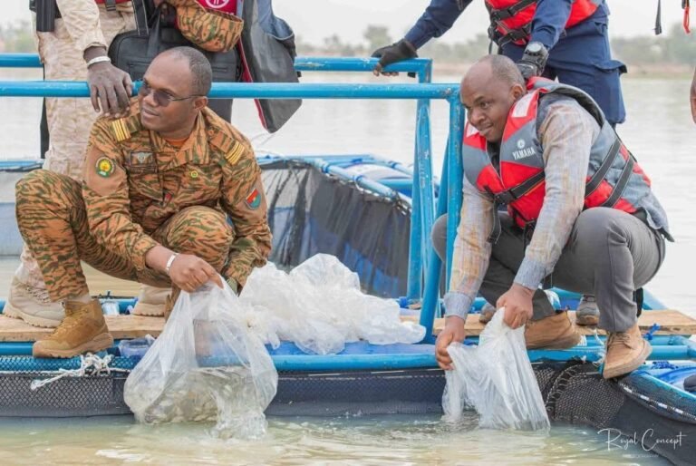 Développement halieutique : 200 000 alevins introduits dans le barrage de Zanré