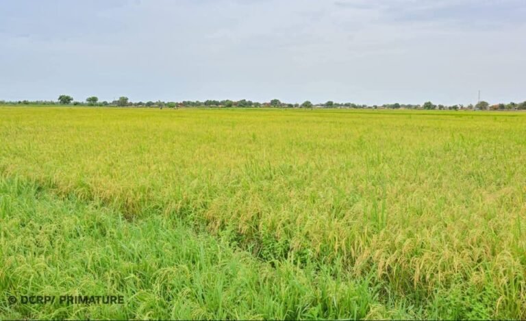 Burkina Faso: Faso-Agropôle, vitrine de la politique souverainiste agricole