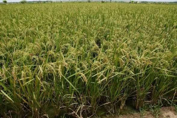 Burkina Faso: l’IP-P3A, ou la promesse présidentielle d’une autosuffisance alimentaire qui se profile à l’horizon