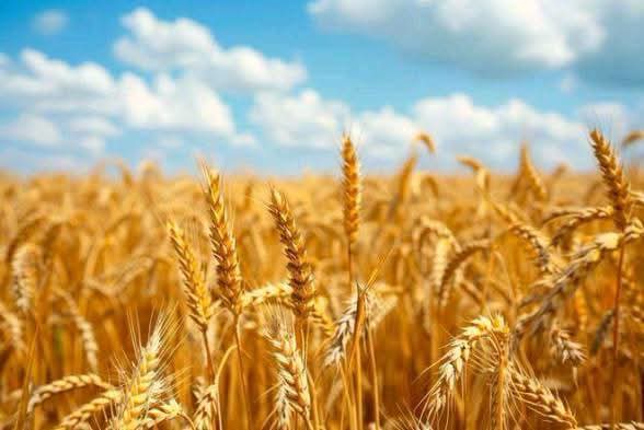 Burkina Faso/Souveraineté alimentaire : près de 1,5 million de tonnes de production maraîchère réalisées en saison sèche
