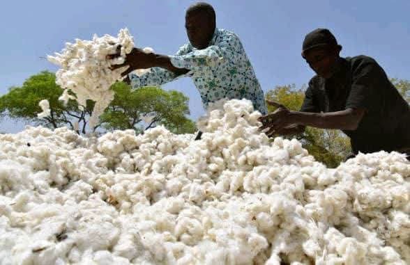 Burkina Faso: 532 000 tonnes de coton attendues pour la campagne 2026-2027