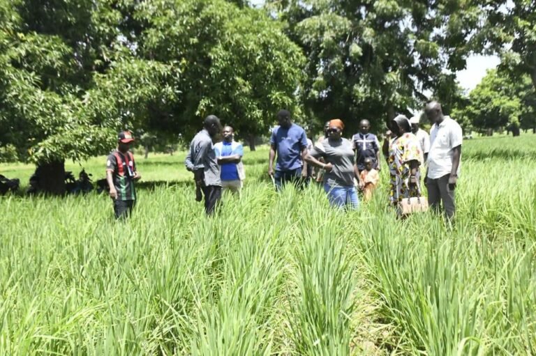 Burkina Faso/« Un village réinstallé, un motoculteur » : des champs se lèvent des récoltes qui promettent, signe d&rsquo;un espoir de lendemain meilleur